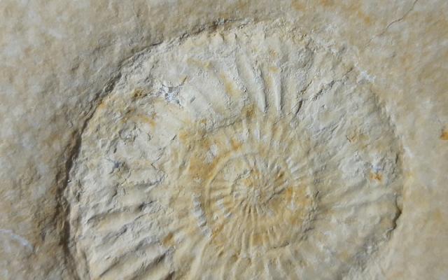 Subplanites rueppelianum QUENSTEDT 1888 - Bild &copy; FossNet FossilienStore